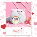 Stuffed Coco American Cat